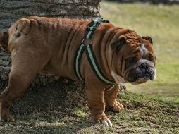 No todo está perdido al momento de enseñar a tu perrito a ir al baño, sólo hay que seguir rutinas y entender su comportamiento. ESPECIAL/PEXELS