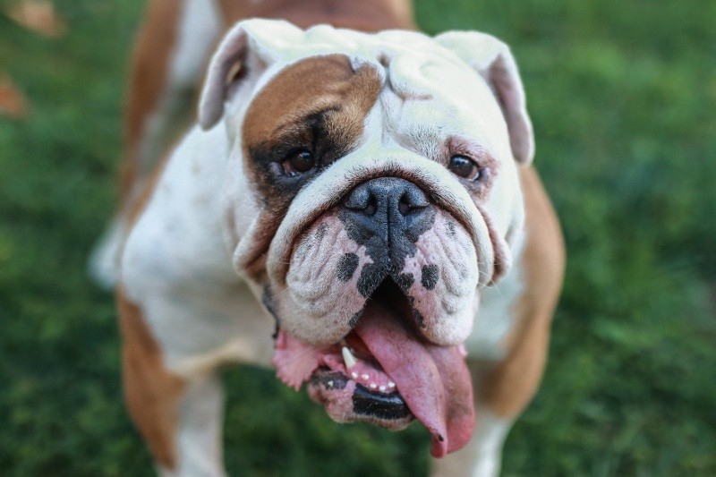 El Bulldog es un perro musculoso corpulento y de talla media. PIXABAY