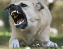Es importante aprender a interpretar el lenguaje corporal de los perros. CANVA