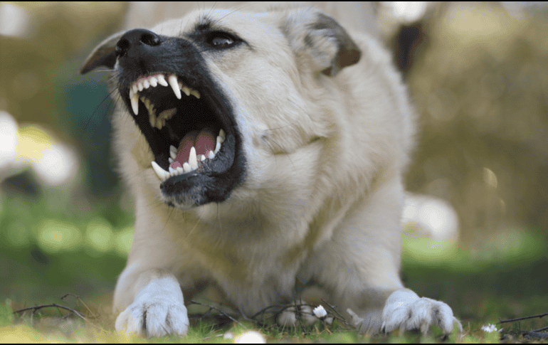 Es importante aprender a interpretar el lenguaje corporal de los perros. CANVA