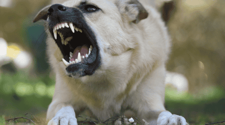 Es importante aprender a interpretar el lenguaje corporal de los perros. CANVA