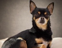 Adoptar un perro es un compromiso a largo plazo que transforma la dinámica de cualquier hogar. ESPECIAL / CANVA