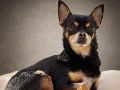 Adoptar un perro es un compromiso a largo plazo que transforma la dinámica de cualquier hogar. ESPECIAL / CANVA
