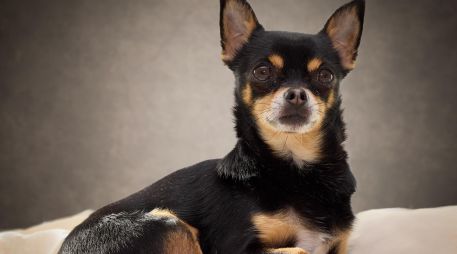 Adoptar un perro es un compromiso a largo plazo que transforma la dinámica de cualquier hogar. ESPECIAL / CANVA