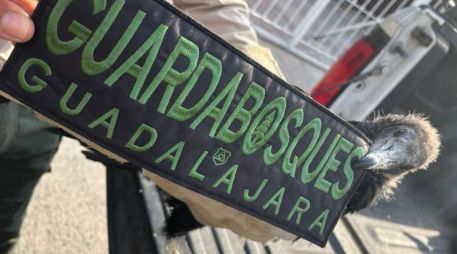 El zopilote negro en México se encuentra en la Lista Roja de Especies Amenazadas como preocupación menor. ESPECIAL