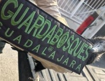 El zopilote negro en México se encuentra en la Lista Roja de Especies Amenazadas como preocupación menor. ESPECIAL