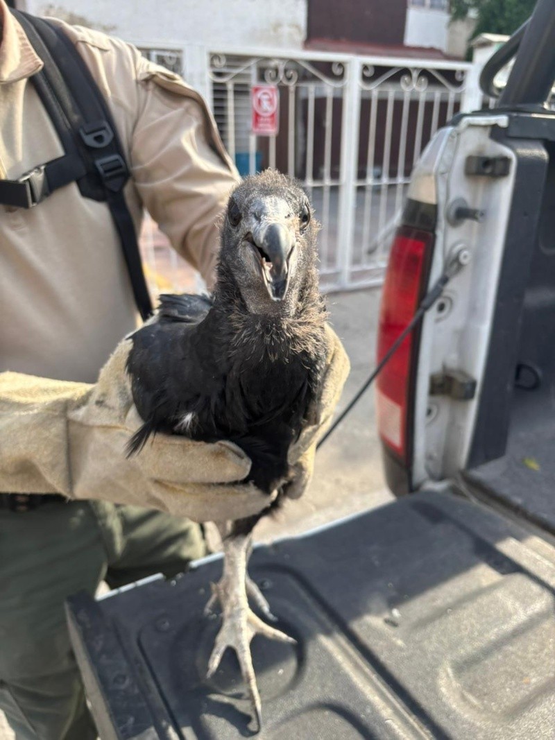 &nbsp;Los elementos, capacitados en el manejo de fauna silvestre, localizaron al ave al llegar al sitio, la cual aparentemente tenía una de sus alas lesionadas. ESPECIAL