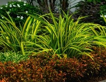 Las plantas tienen beneficios terapéuticos como reducir el estrés y mejorar el estado de ánimo. ESPECIAL/PEXELS