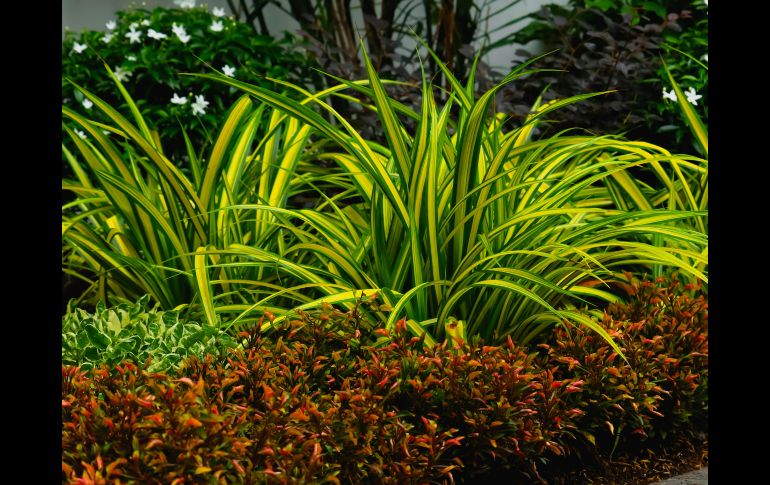 Las plantas tienen beneficios terapéuticos como reducir el estrés y mejorar el estado de ánimo. ESPECIAL/PEXELS
