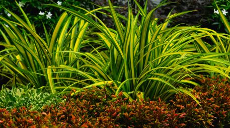 Las plantas tienen beneficios terapéuticos como reducir el estrés y mejorar el estado de ánimo. ESPECIAL/PEXELS
