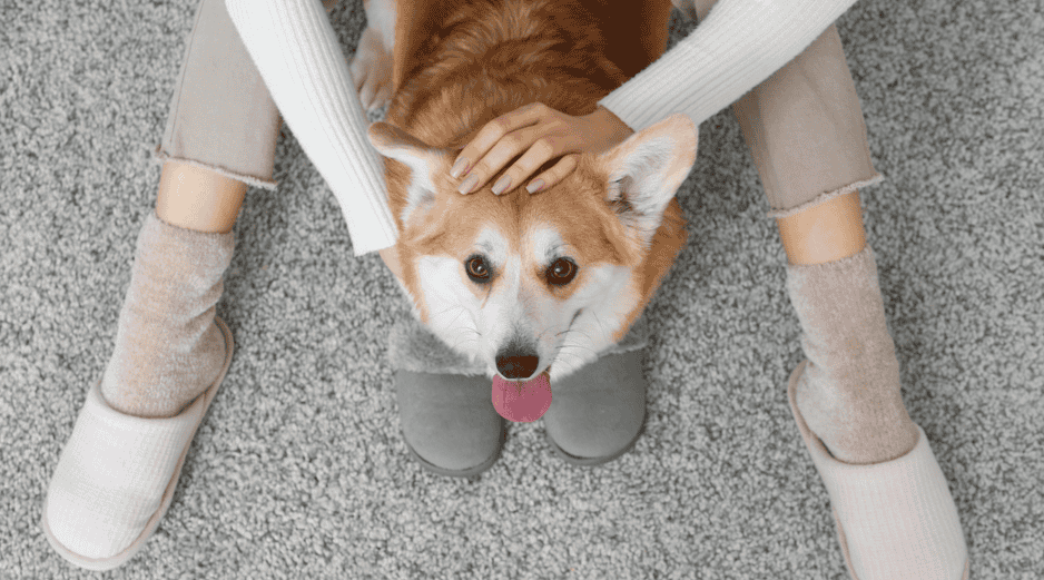 Es vital entender que, aunque huelan nuestro temor, no siempre reaccionarán de forma agresiva. La mayoría de los perros domésticos buscan ofrecer consuelo. CANVA