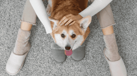 Es vital entender que, aunque huelan nuestro temor, no siempre reaccionarán de forma agresiva. La mayoría de los perros domésticos buscan ofrecer consuelo. CANVA