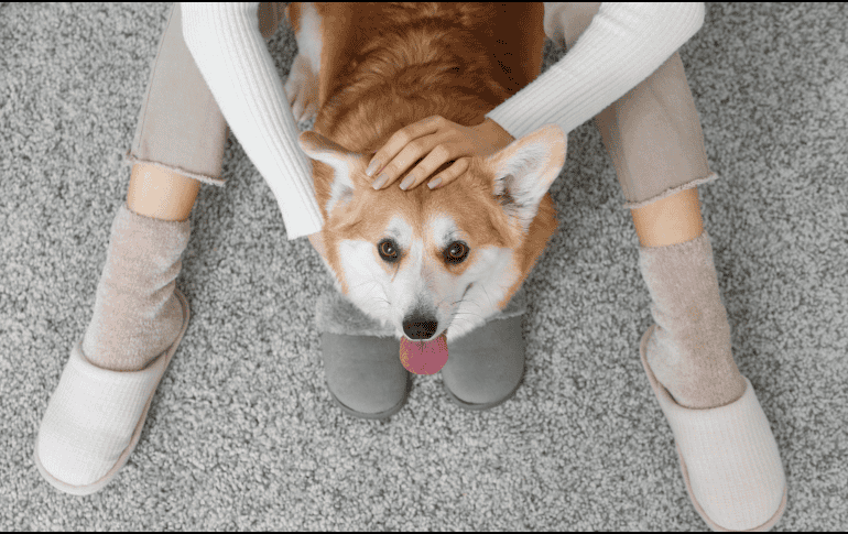 Es vital entender que, aunque huelan nuestro temor, no siempre reaccionarán de forma agresiva. La mayoría de los perros domésticos buscan ofrecer consuelo. CANVA