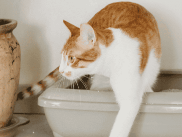 Es importante que el bienestar del gato no se vea comprometido por factores ambientales evitables. ESPECIAL / CANVA