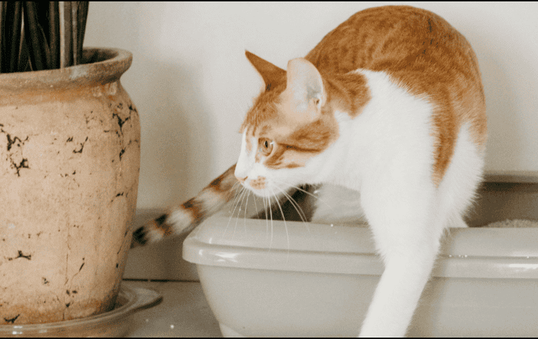 Es importante que el bienestar del gato no se vea comprometido por factores ambientales evitables. ESPECIAL / CANVA