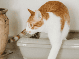 Es importante que el bienestar del gato no se vea comprometido por factores ambientales evitables. ESPECIAL / CANVA