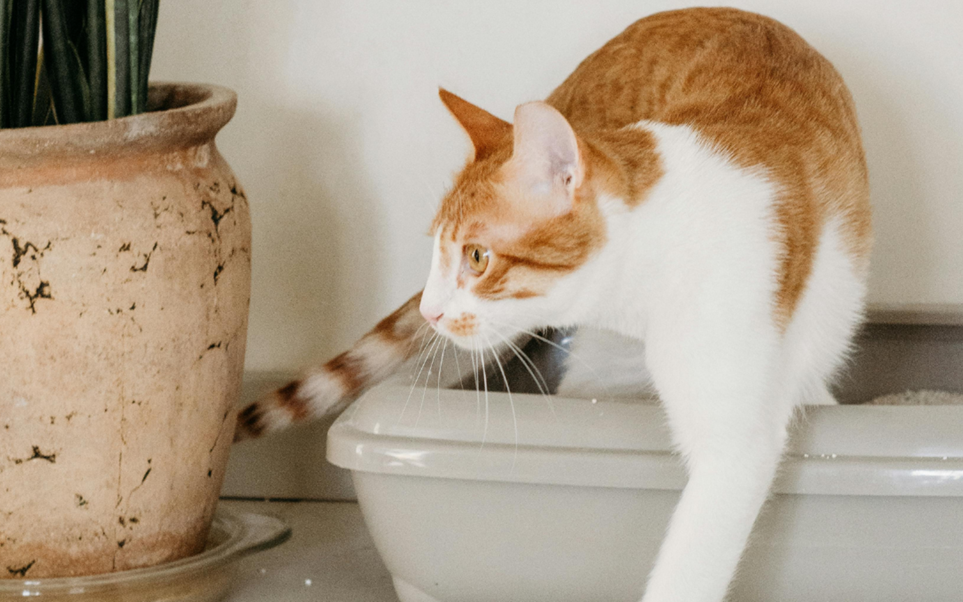 Es importante que el bienestar del gato no se vea comprometido por factores ambientales evitables. ESPECIAL / CANVA