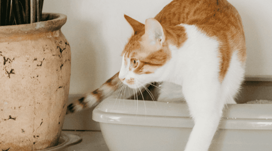 Es importante que el bienestar del gato no se vea comprometido por factores ambientales evitables. ESPECIAL / CANVA