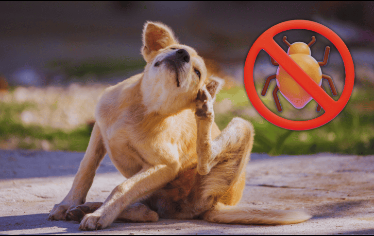 Las pulgas prefieren áreas cálidas y ocultas, concentrándose principalmente en la base de la cola, la ingle, el abdomen y las axilas del canino. ESPECIAL / CANVA