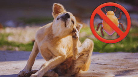 Las pulgas prefieren áreas cálidas y ocultas, concentrándose principalmente en la base de la cola, la ingle, el abdomen y las axilas del canino. ESPECIAL / CANVA