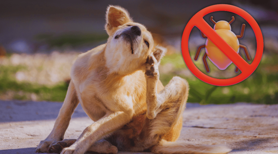 Las pulgas prefieren áreas cálidas y ocultas, concentrándose principalmente en la base de la cola, la ingle, el abdomen y las axilas del canino. ESPECIAL / CANVA