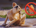 Las pulgas prefieren áreas cálidas y ocultas, concentrándose principalmente en la base de la cola, la ingle, el abdomen y las axilas del canino. ESPECIAL / CANVA