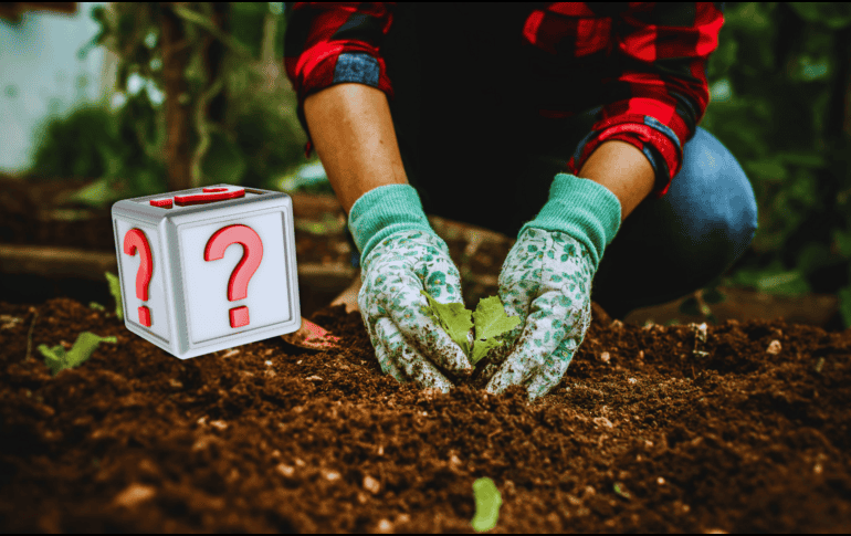 El secreto de quienes logran las mejores cosechas radica en la preparación previa del suelo.  ESPECIAL / CANVA