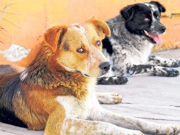 La legislación local reconoce que los propietarios de las mascotas también deben cumplir con ciertas obligaciones. EL INFORMADOR/ARCHIVO