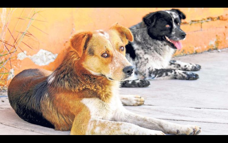 La legislación local reconoce que los propietarios de las mascotas también deben cumplir con ciertas obligaciones. EL INFORMADOR/ARCHIVO