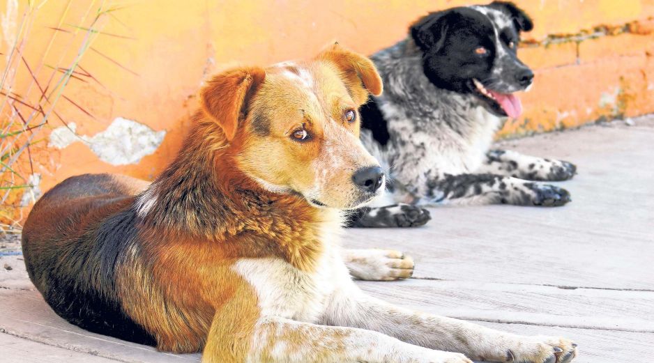 La legislación local reconoce que los propietarios de las mascotas también deben cumplir con ciertas obligaciones. EL INFORMADOR/ARCHIVO