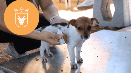 Vacunar a una mascota no solo mejora su calidad de vida, sino que también te permite disfrutar de su compañía por mucho más tiempo. ESPECIAL/ Protección Animal Zapopan