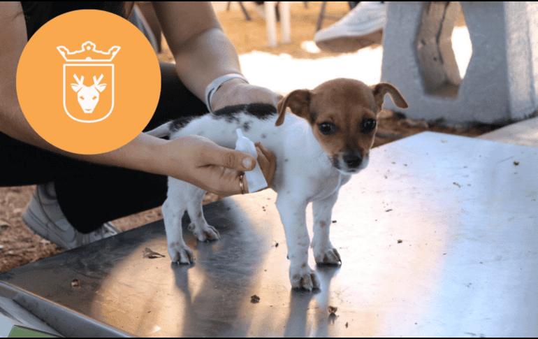 Vacunar a una mascota no solo mejora su calidad de vida, sino que también te permite disfrutar de su compañía por mucho más tiempo. ESPECIAL/ Protección Animal Zapopan