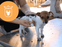 Vacunar a una mascota no solo mejora su calidad de vida, sino que también te permite disfrutar de su compañía por mucho más tiempo. ESPECIAL/ Protección Animal Zapopan