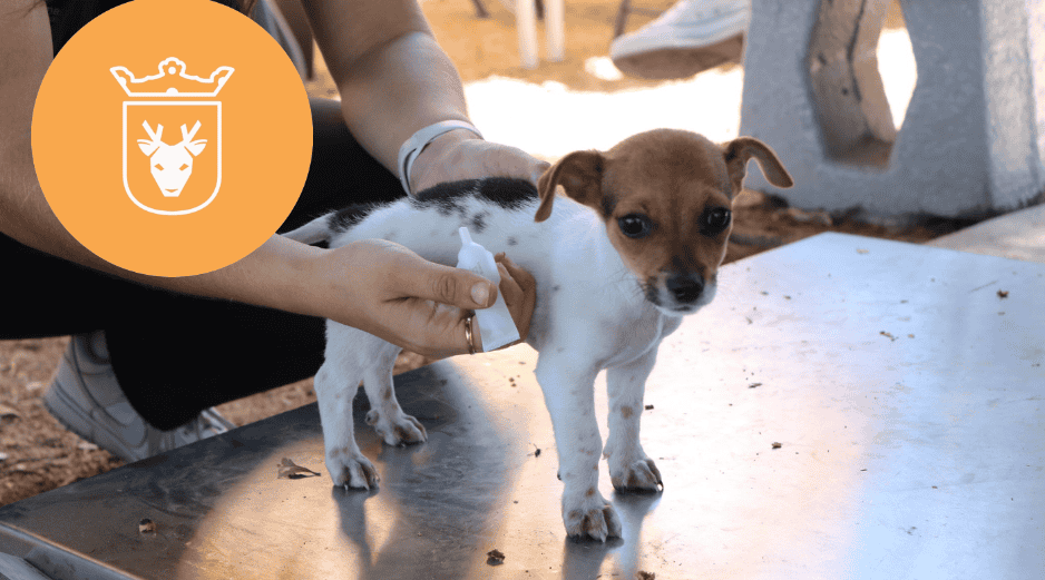 Vacunar a una mascota no solo mejora su calidad de vida, sino que también te permite disfrutar de su compañía por mucho más tiempo. ESPECIAL/ Protección Animal Zapopan