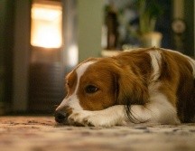 Un perro acostumbrado a pasar mucho tiempo en compañía de su dueño adopta un comportamiento dependiente. UNSPLASH / MAURICE DT