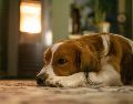 Un perro acostumbrado a pasar mucho tiempo en compañía de su dueño adopta un comportamiento dependiente. UNSPLASH / MAURICE DT