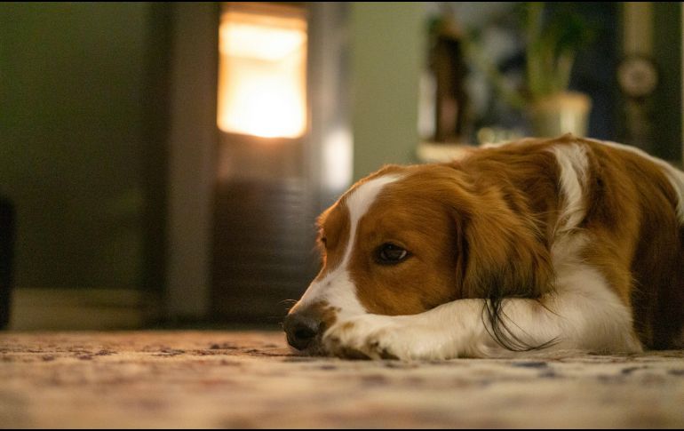 Un perro acostumbrado a pasar mucho tiempo en compañía de su dueño adopta un comportamiento dependiente. UNSPLASH / MAURICE DT
