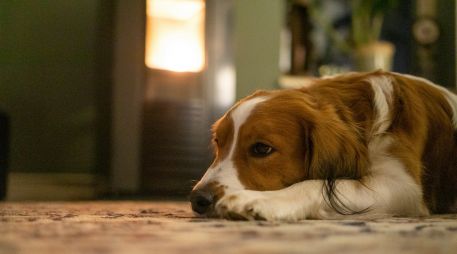 Un perro acostumbrado a pasar mucho tiempo en compañía de su dueño adopta un comportamiento dependiente. UNSPLASH / MAURICE DT