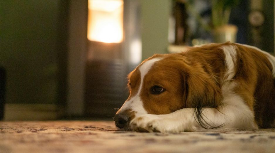 Un perro acostumbrado a pasar mucho tiempo en compañía de su dueño adopta un comportamiento dependiente. UNSPLASH / MAURICE DT
