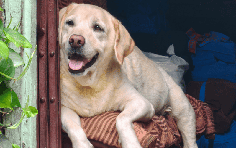 El labrador es la mascota ideal de quien esté buscando un compañero de cuatro patas leal e inteligente. CANVA