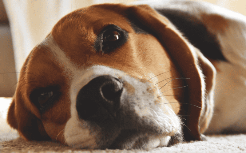 Es un perro inteligente, alegre y extrovertido, pero también tiene una naturaleza bastante traviesa. CANVA