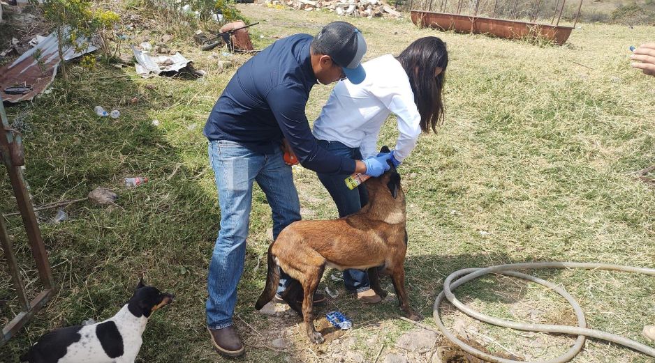 La ASICA recomendó a las y los dueños de mascotas cuidar y revisar a sus animales, y ante la presencia de una herida, realizar la limpieza y curación para su cicatrización. CORTESÍA