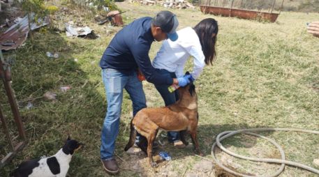 La ASICA recomendó a las y los dueños de mascotas cuidar y revisar a sus animales, y ante la presencia de una herida, realizar la limpieza y curación para su cicatrización. CORTESÍA