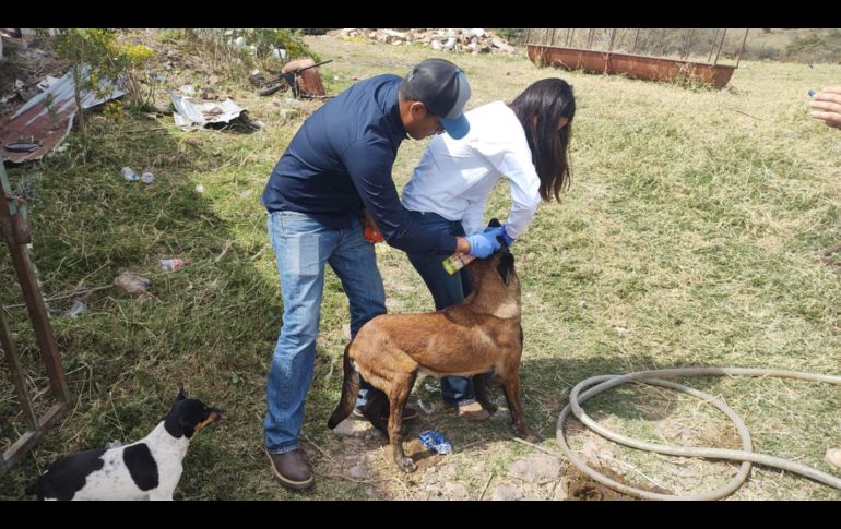 La ASICA recomendó a las y los dueños de mascotas cuidar y revisar a sus animales, y ante la presencia de una herida, realizar la limpieza y curación para su cicatrización. CORTESÍA