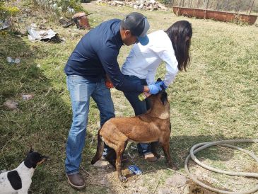 La ASICA recomendó a las y los dueños de mascotas cuidar y revisar a sus animales, y ante la presencia de una herida, realizar la limpieza y curación para su cicatrización. CORTESÍA