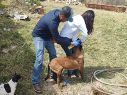 La ASICA recomendó a las y los dueños de mascotas cuidar y revisar a sus animales, y ante la presencia de una herida, realizar la limpieza y curación para su cicatrización. CORTESÍA