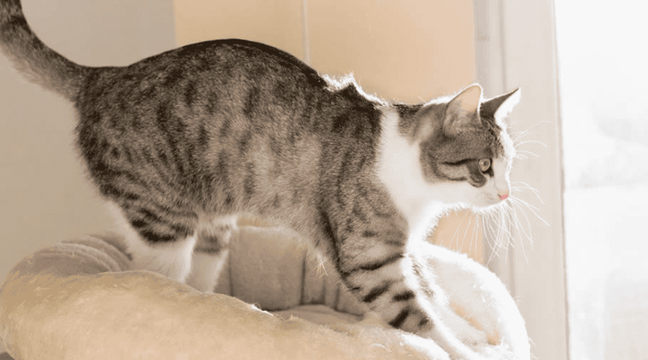 Permitir que el gato realice este comportamiento en superficies adecuadas contribuye directamente a su salud física y mental. ESPECIAL