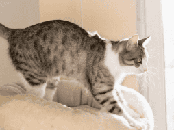 Permitir que el gato realice este comportamiento en superficies adecuadas contribuye directamente a su salud física y mental. ESPECIAL