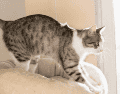 Permitir que el gato realice este comportamiento en superficies adecuadas contribuye directamente a su salud física y mental. ESPECIAL