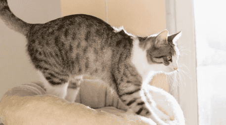 Permitir que el gato realice este comportamiento en superficies adecuadas contribuye directamente a su salud física y mental. ESPECIAL